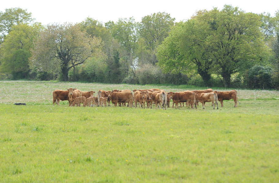 ferme-kerlambert-muzillac-vue-troupeau