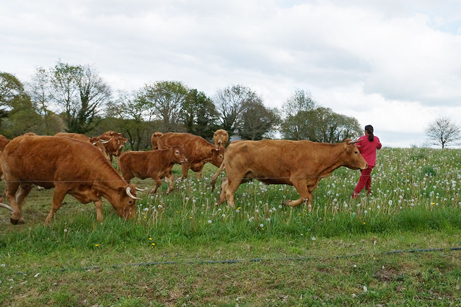 ferme-kerlambert-muzillac-chinoise-vaches-suivent