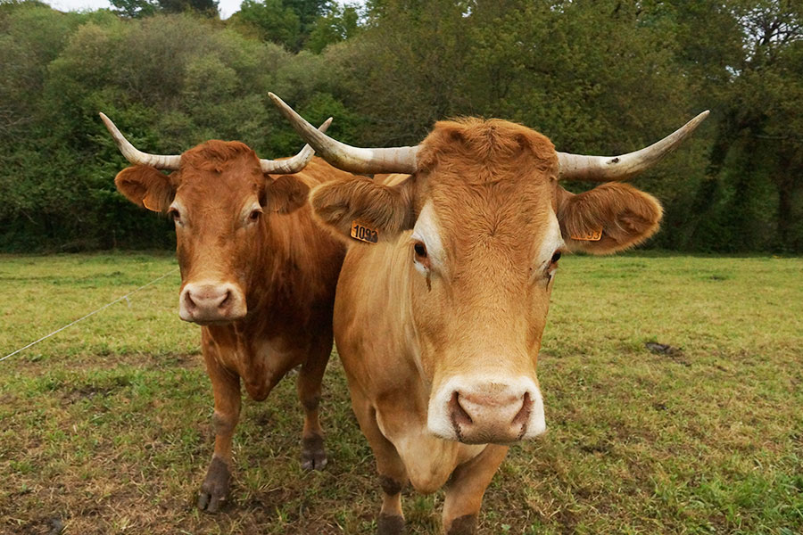 ferme-kerlambert-muzillac-gros-plan-2-vaches