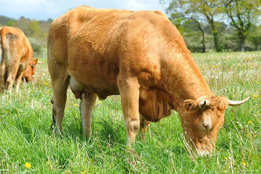 ferme-kerlambert-muzillac-vache-broute