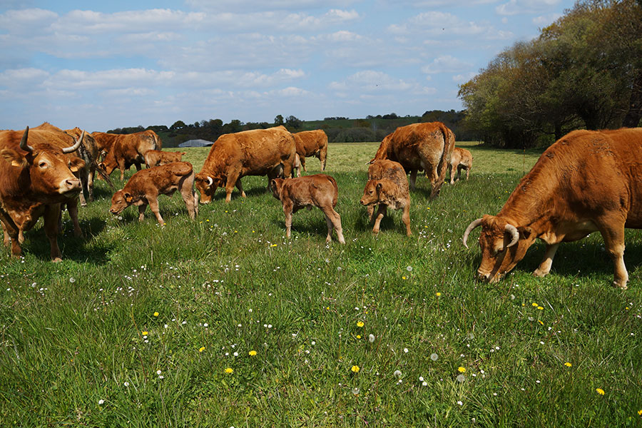 ferme-kerlambert-muzillac-vaches-champ3