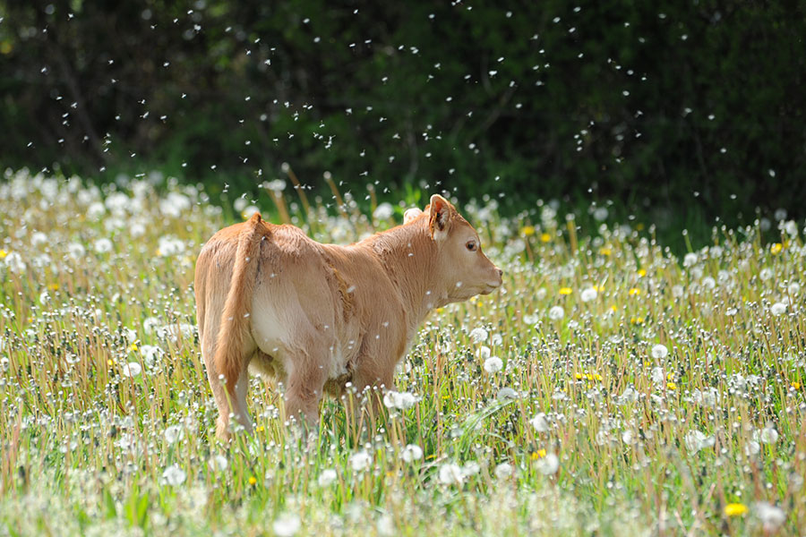ferme-kerlambert-muzillac-veau-printemps-champ