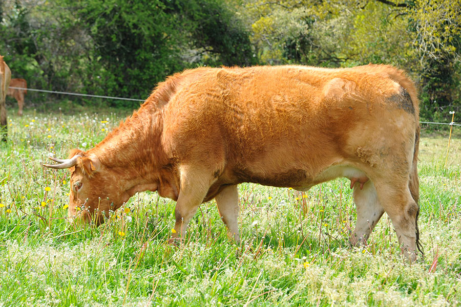 ferme-kerlambert-muzillac-vache-broute-champ-soleil